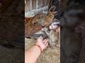 Mochi the monkey has a new friend and doesn't want to go home to his mother.