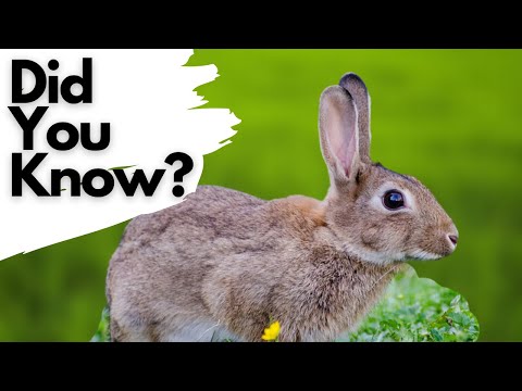 Things you need to know about RABBITS!