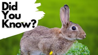 Celebrity Things you need to know about RABBITS! Net Worth