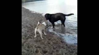 Labrador En Mini Bull Terrier