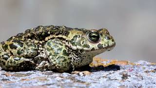 Why Do Frogs Shed Their Skin?  Amphibian Insights Profile