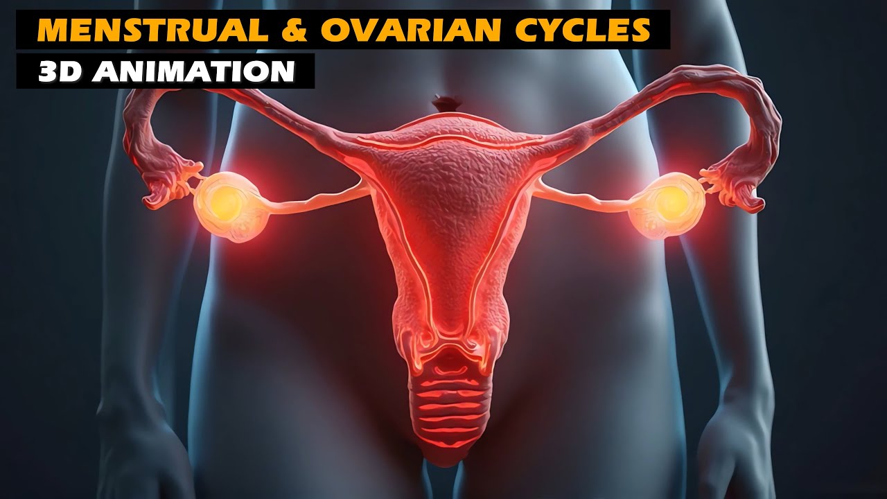 Менструальный и овариальный циклы | 3D-анимация