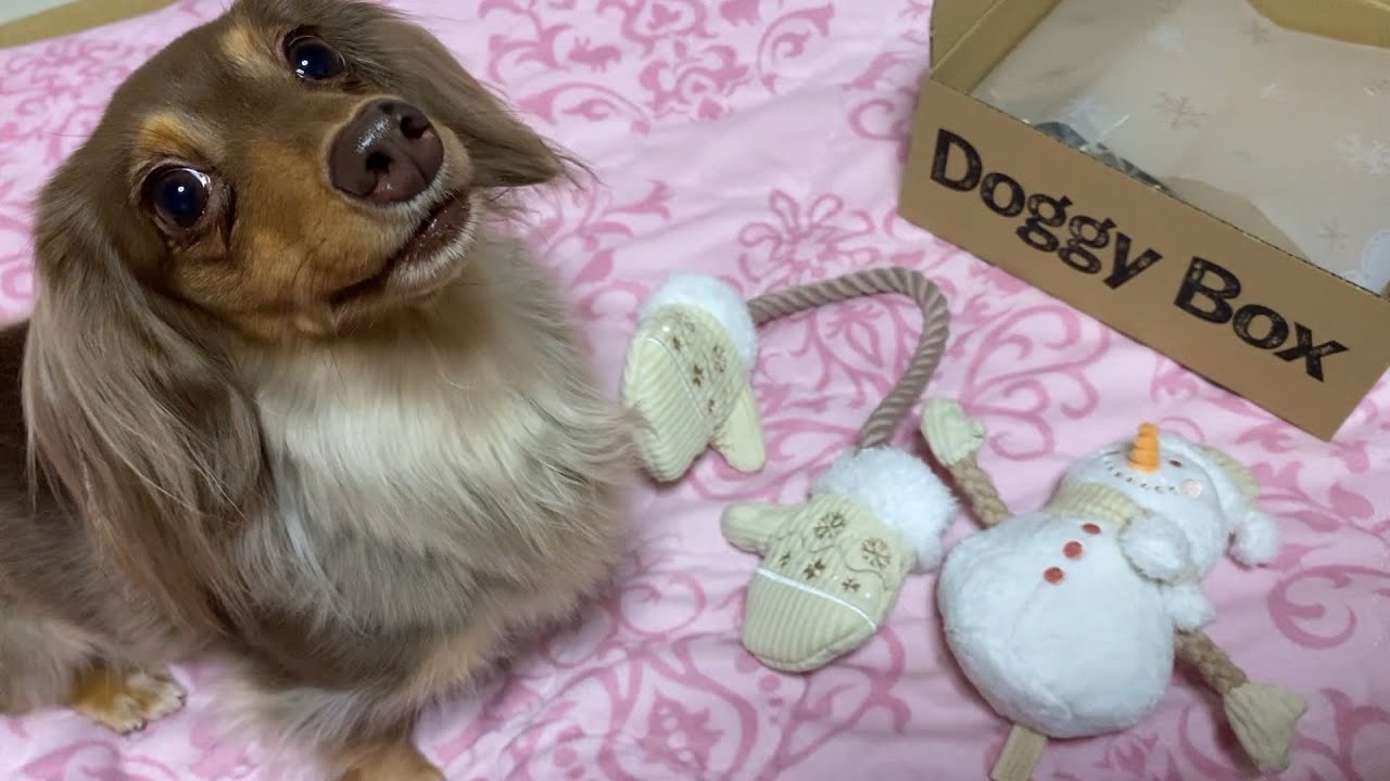 初めての青汁に興奮する犬【ドギーボックス12月BOX】