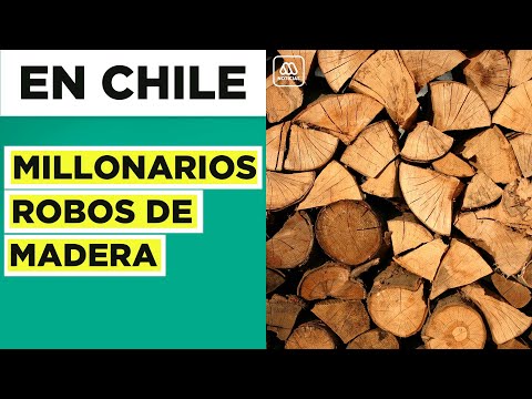 Reportaje | Utilizan maquinaria pesada para realizar millonarios robos de madera en el sur