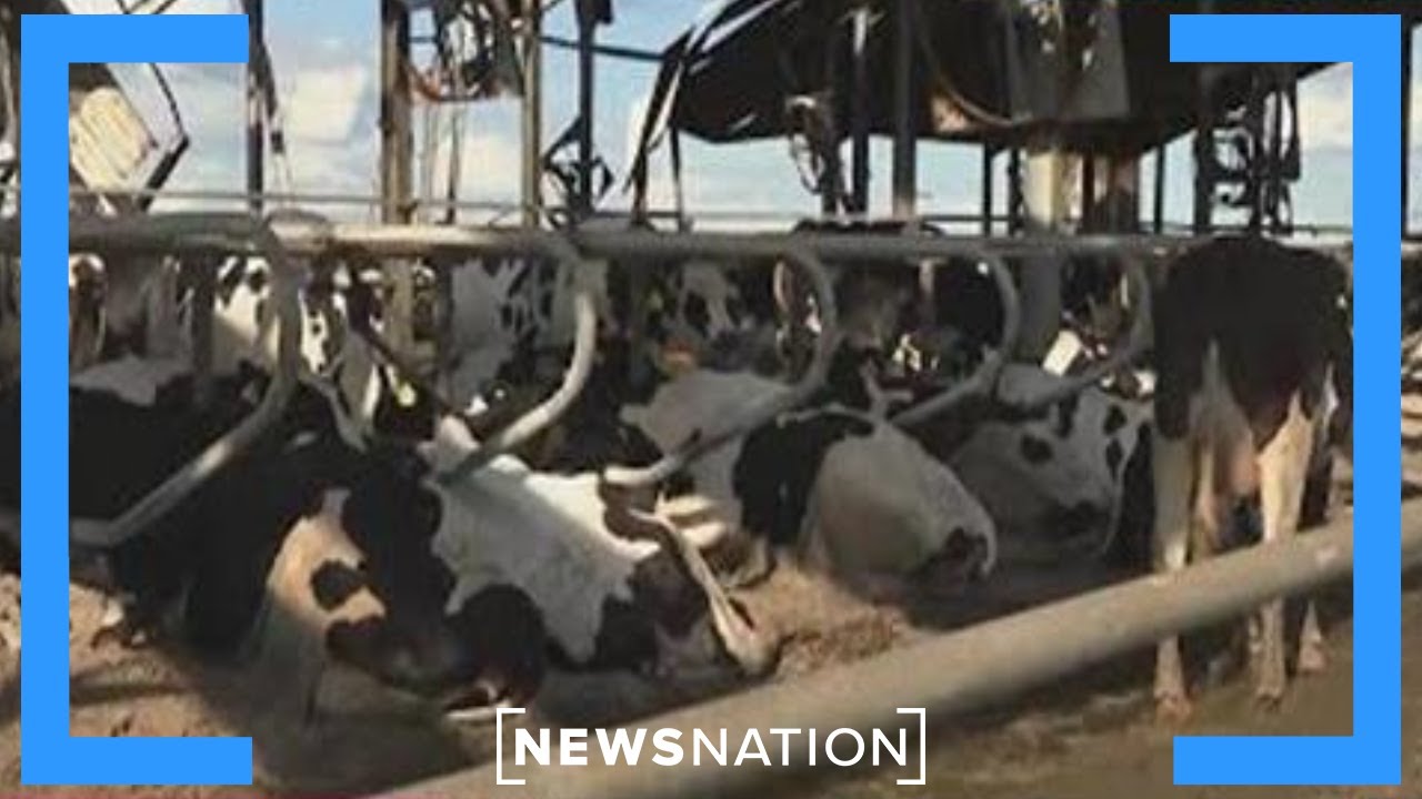 Hurricane Ian wrecks havoc on Florida farms | Rush Hour