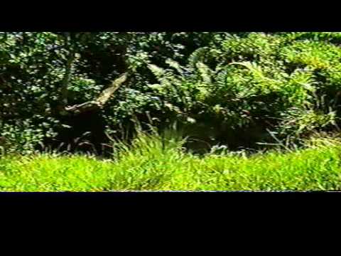 barragem aguieira NVECapture.0011.mpg FLORES,NATUREZA-RS BRASIL