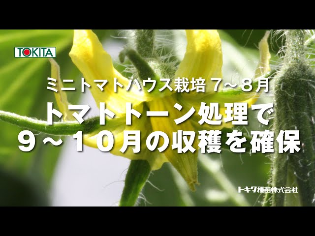 とまとリン様 7月分 プロ向け ミニトマトの育て方 6～7月の管理 夏秋作 7月の花を確実に