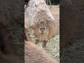 むっしゃむしゃ食べてる#capybara #カピバラさん