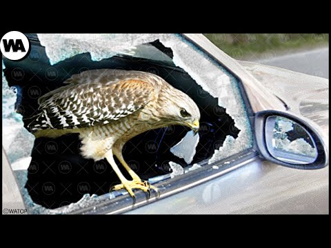 Vidéo: Les animaux sentent-ils le danger ?