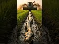 Tractor vs Giant Anaconda | Epic Wildlife Encounter in Muddy Field #GiantAnaconda #TractorVsSnake