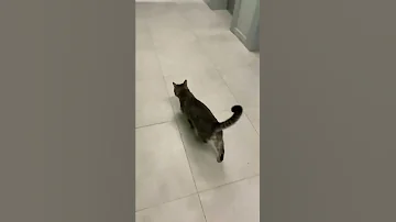 Как понять настроение кота по хвосту 😻 #кот #shorts #котики #кошки