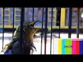 Audio Masteran Pleci Nembak Nembak Untuk Semua Jenis Pleci Mp3 - Mp4 Download