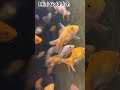 Mini Gold fish new