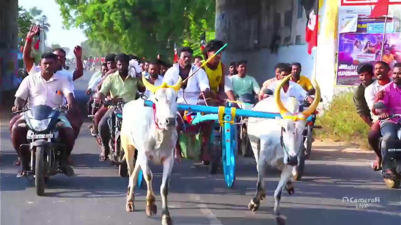 ⭕Live பெரியமாடு தெற்குப்பட்டி 50,001 வெல்ல பொவது யார்??