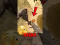 🦍 Самый опасный момент рядом с гориллой! #животныймир #горилла #дикаяприрода