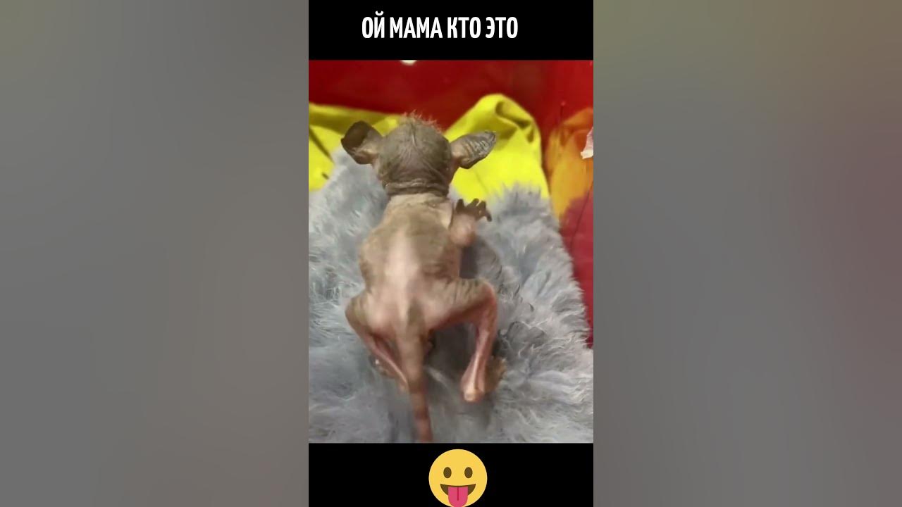 Val ой мама. Val ой мама. Ой мама кто это что это. Karna. Ой мама кто это что это.
