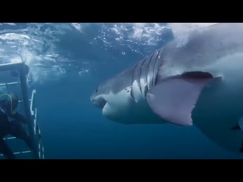 top-10-shark-attacks-you-won't-believe