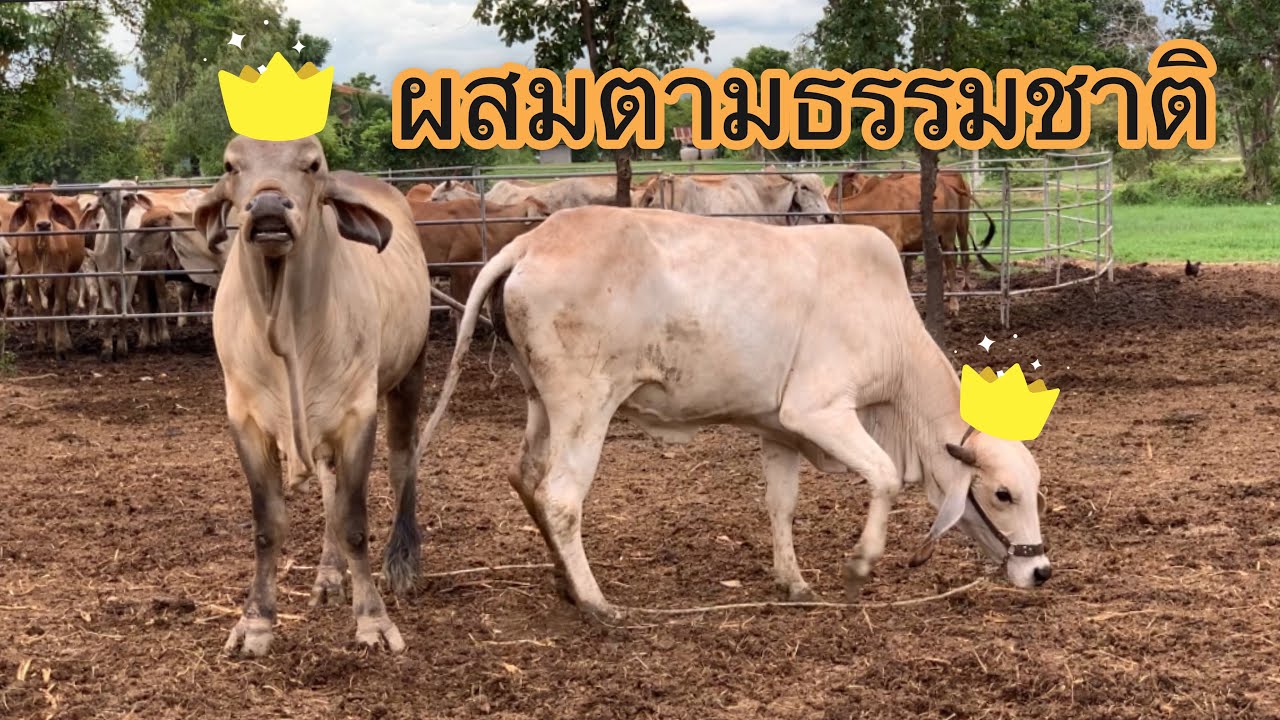 ผสมพันธ์ุโคตามธรรมชาติ 