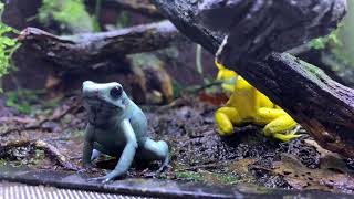 Phyllobates Terribilis Call
