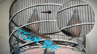 25 PERKUTUT RING TGM [TOP GUN MERBOK] BIRD FARM CIREBON || PART 1