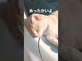 #愛ちゃん#暖かいよ#ひなたで車の上#