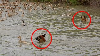 Chú CHÓ Thông Minh chăn vịt Đẻ chạy đồng .Smart dog herding ducksThanh. Hoai KG