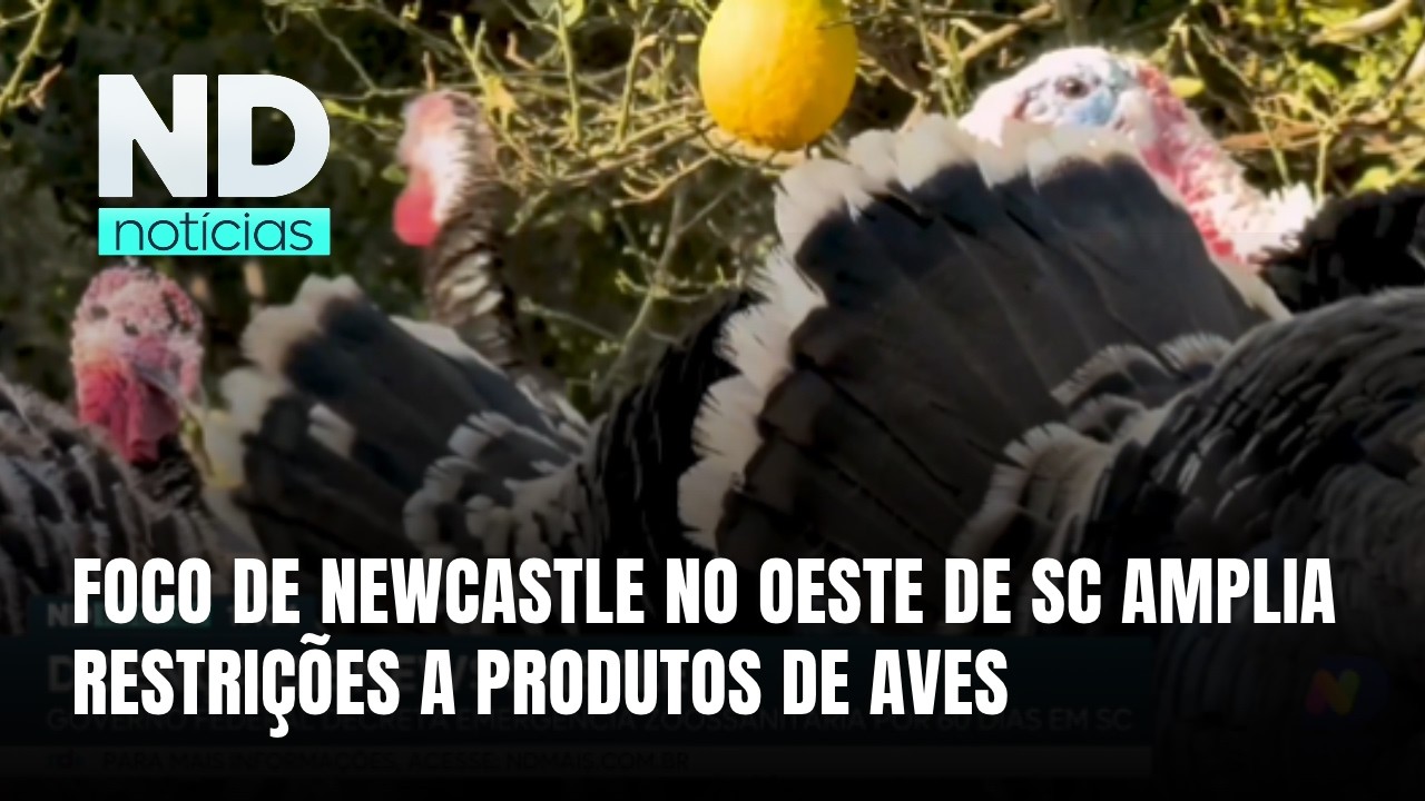Doença de Newcastle em SC leva países a restringir produtos de aves