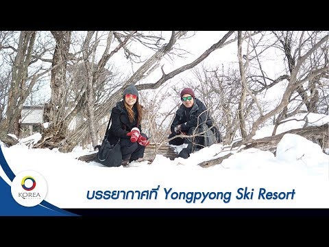 เที่ยวเกาหลี : สกีรีสอร์ท (Ski Resort EP.3) บรรยากาศที่ Yongpyong ท่ามกลางความหนาวระดับ  10