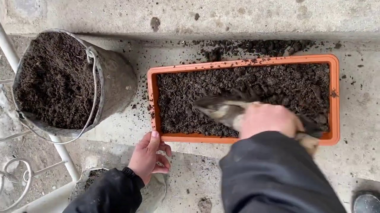 Пияз, укроп уйдо эктик. Витамин болот