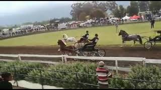Section A Welsh Pony Senior Stallion Championship - WPCS, Africa Gold Medal Show 2019