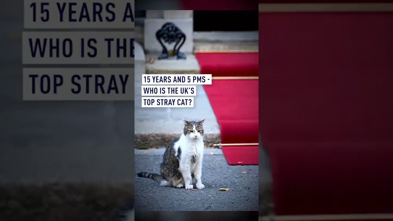 15 лет и 6 премьер-министров &mdash; кто является самым популярным бездомным котом в Великобритании?