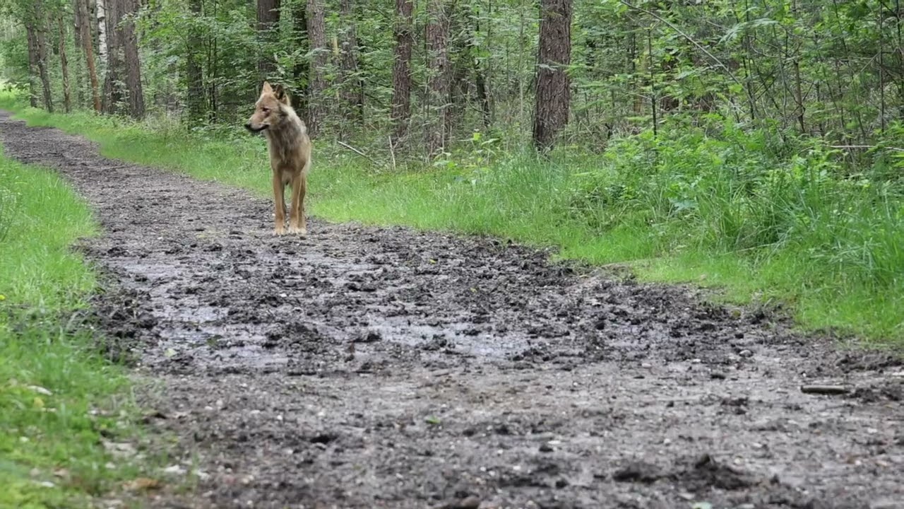 Wolf Bram (GW3237m) in Zeist Utrecht op 26 mei 2024