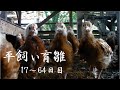 ヒヨコ17～64日目の様子【平飼い育雛】｜Raising chicks. From days 17 to 64.