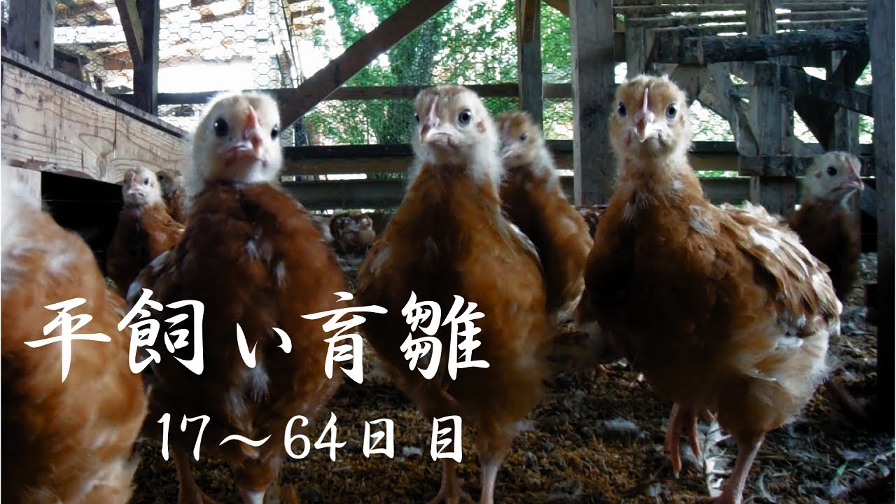 ヒヨコ17～64日目の様子【平飼い育雛】｜Raising chicks. From days 17 to 64.