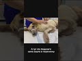 #ямыилюша #помощьбездомнымживотным #raccoon #енотики #анапа #море