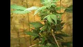 GreenMoney369 MemberGrow #1 TheSocialGrow