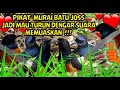 SUARA PIKAT MURAI BATU PALING AMPUH PANGGIL KENCANG AGAR MAU TURUN SEMUA !!