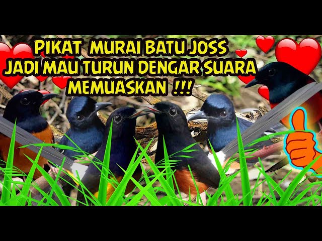 SUARA PIKAT MURAI BATU PALING AMPUH PANGGIL KENCANG AGAR MAU TURUN SEMUA !! class=