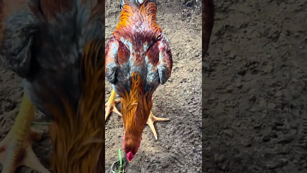 Qaib team shutdown ej bloodline 