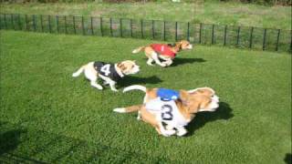 Download Lagu Beagle Racing Highlights 2008 MP3