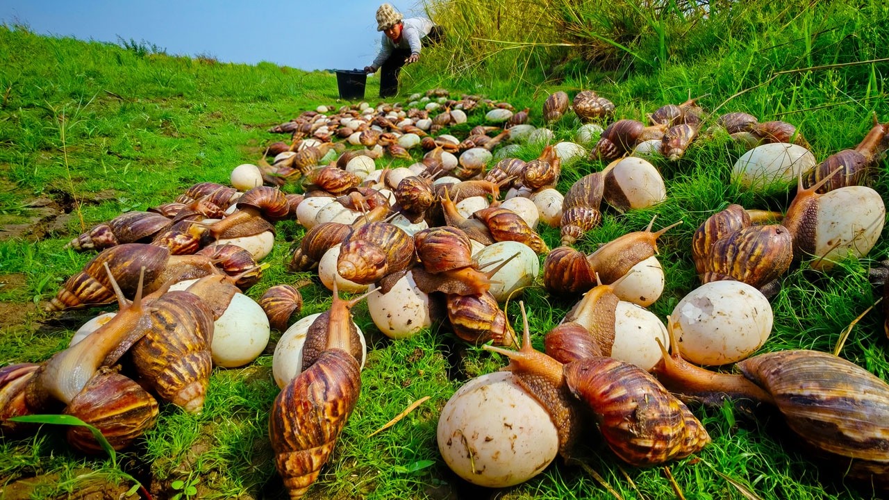 Giant Snail: Collecting Large Snail Eggs from the field