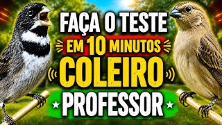 10 Minutos do PAPA CAPIM TUI TUI PURO 30 CANTOS POR MINUTO PROFESSOR CANTO MESTRE 