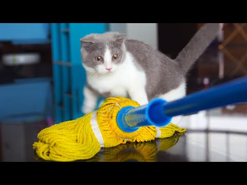 Grey And White Munchkin Teddy Bear Kittens Youtube