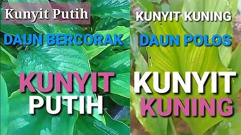 Perbedaan kunyit putih dengan kunyit kuning