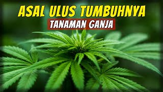 Sejarah Evolusi Ganja Yang Tidak Jelas | #ceritasingkat