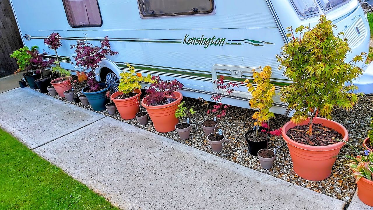 Rare Japanese Maples after a Spring shower - April 25th 2022 - Maple names in Subtitles