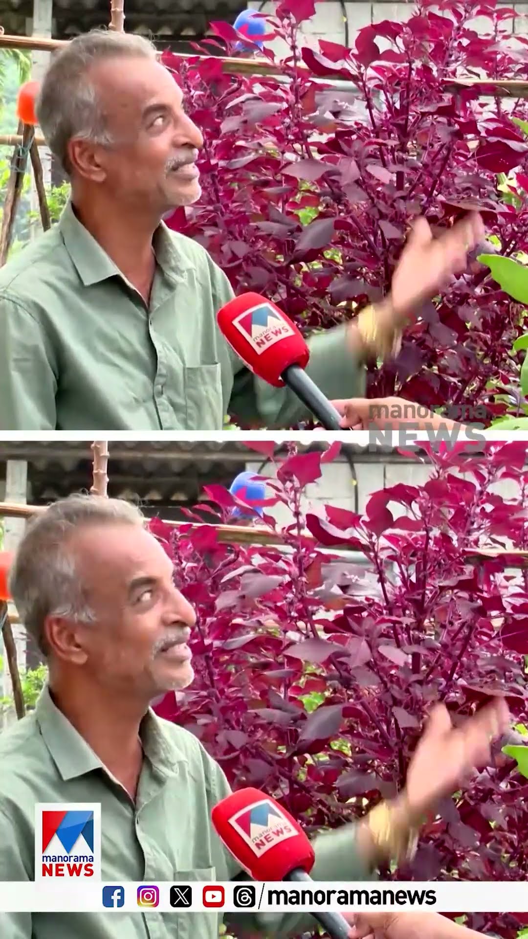 മണ്ണില്ലാതെ കരിങ്കൽ മെറ്റലിൽ പച്ചക്കറി കൃഷി ചെയ്യാൻ സാധിക്കുമോ? #farming