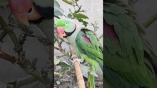 Indian Ringneck parrot talking #parrot #talkingparot