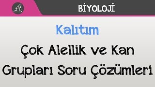 Download Kalıtım - Çok Alellik Ve Kan Grupları Soru Çözümleri Video MP3 Kalıtım - Çok Alellik Ve Kan Grupları Soru Çözümleri