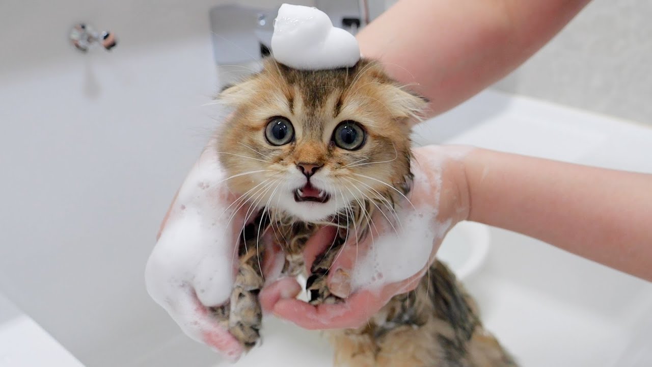 The kitten was so cute the moment she realized she was going to take a ...